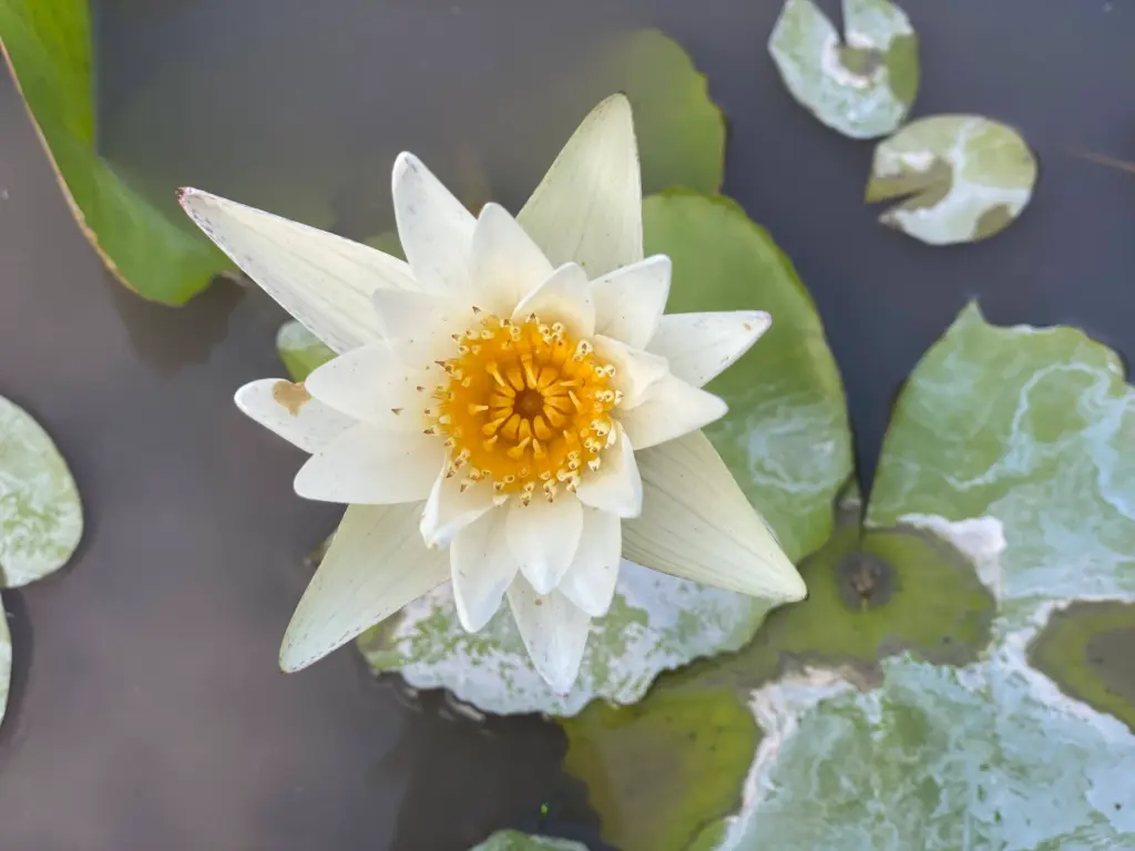 Apply for Global Wellness License with World Yoga Alliance for global wellness certification