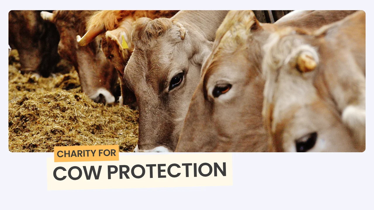 Charity for cow protection helping rescue and feed street cows in India
