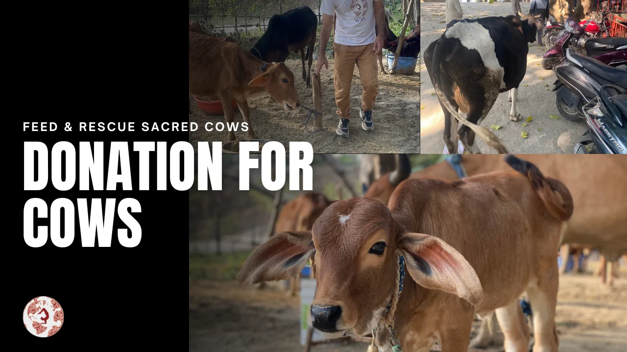 Cow Protection Charity helping rescue and feed street cows in Haridwar India