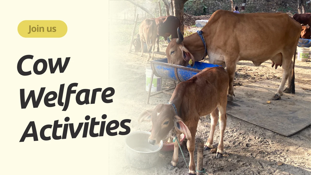 Volunteers supporting cow welfare activities and feeding rescued street cows in India