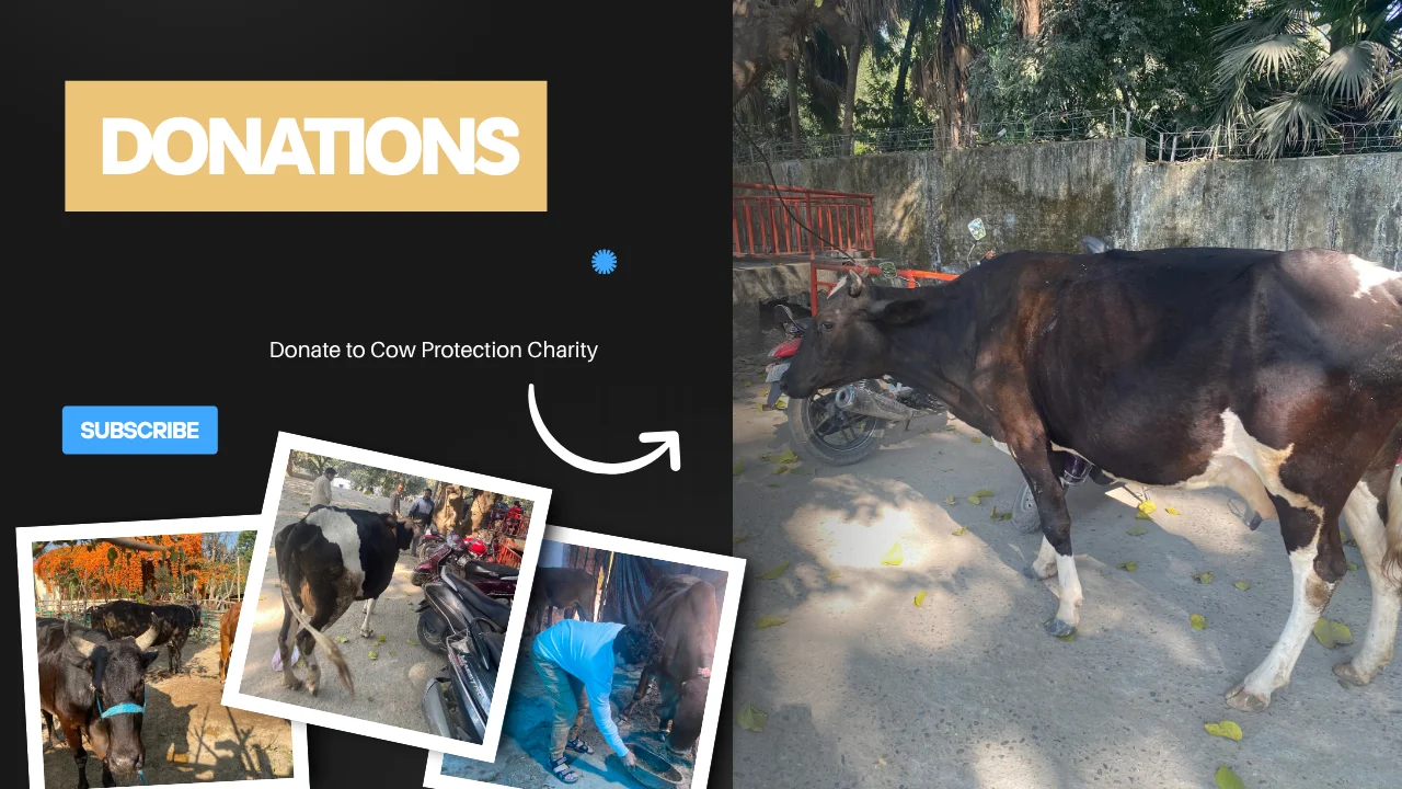 Donate to support street cow rescue and protection charity in India