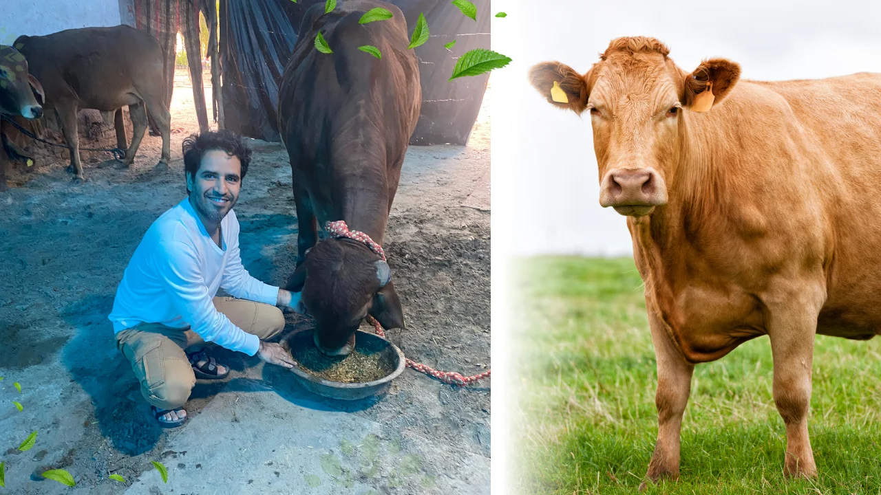 Volunteers helping protect and care for street cows during charity activities in India